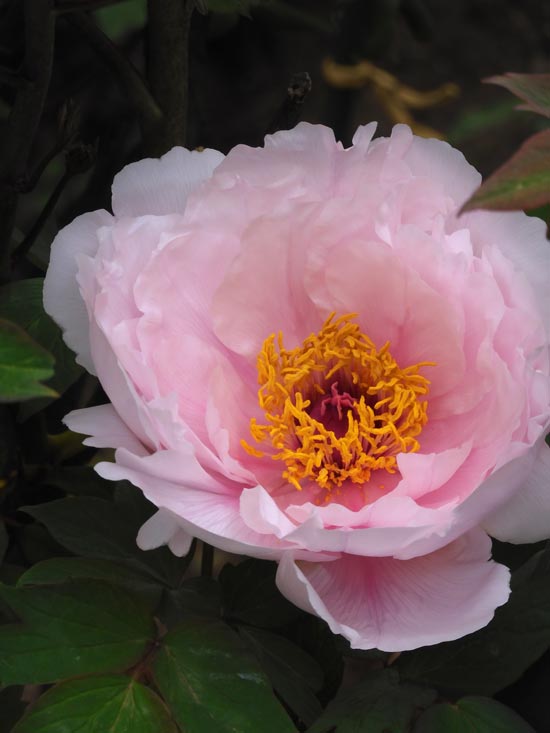 神代植物公園 ぼたん園の牡丹〈1〉八千代椿、島錦、島大臣、八重桜