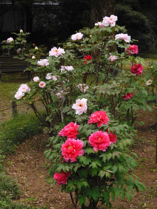 神代植物公園 ぼたん園の牡丹〈1〉八千代椿、島錦、島大臣、八重桜