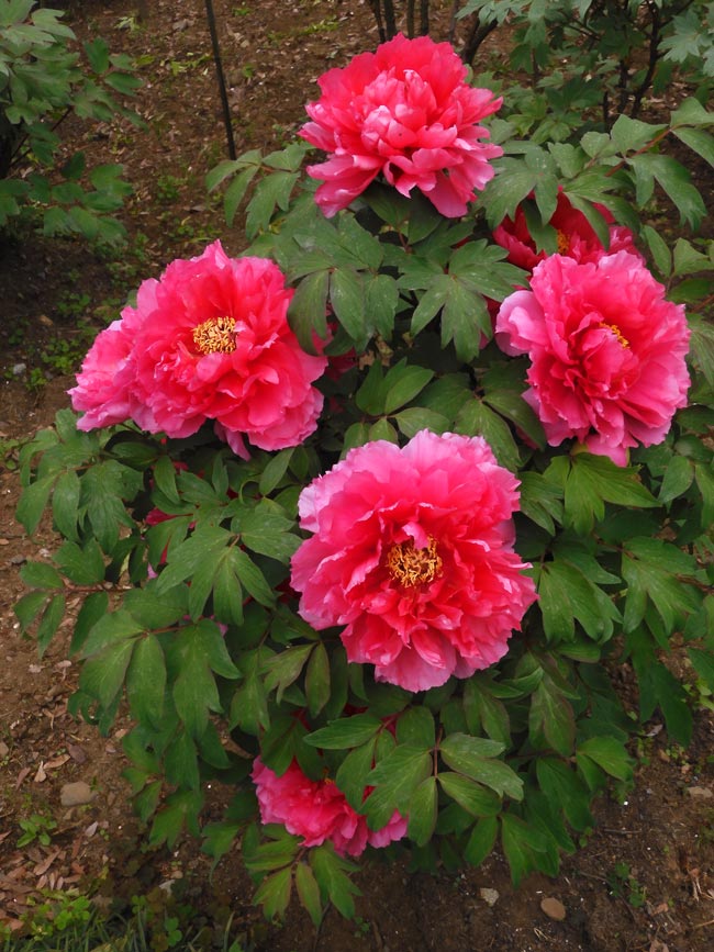 神代植物公園 ぼたん園の牡丹〈1〉八千代椿、島錦、島大臣、八重桜