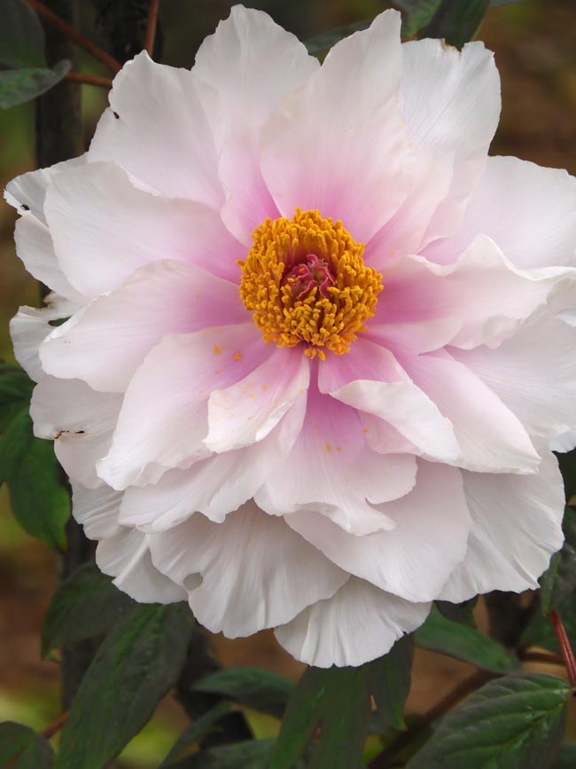 2024年04月28日の記事 | K U R A D A S H I