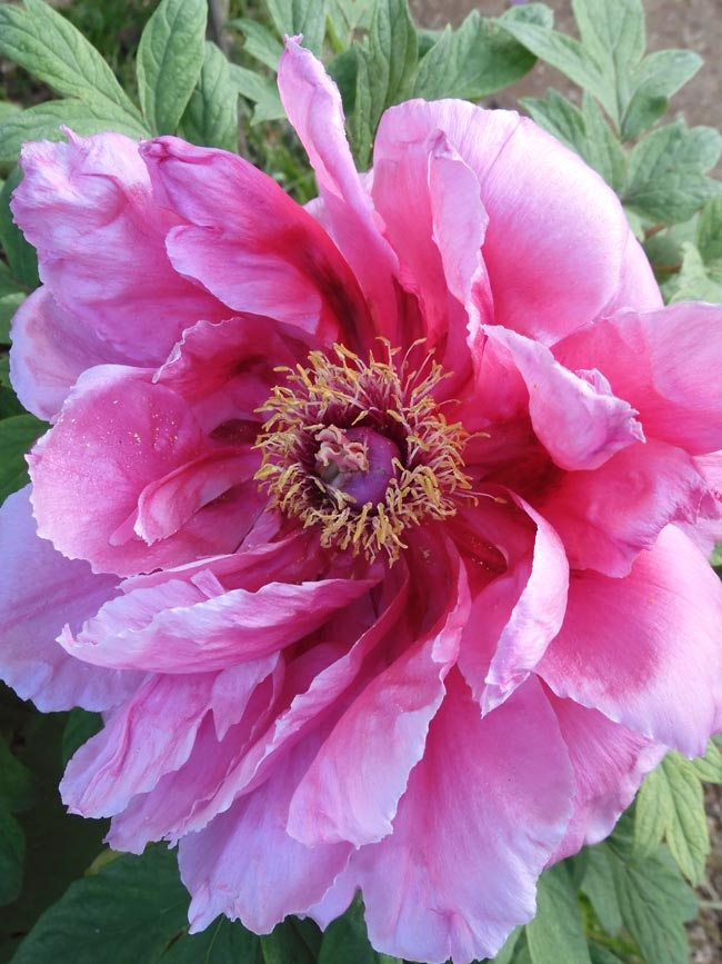 牡丹様♡ 神代植物公園 ぼたん園の牡丹〈2〉宝山、雪灯篭、聖代、玉緑、新七福神