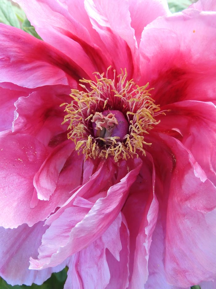神代植物公園 ぼたん園の牡丹〈2〉宝山、雪灯篭、聖代、玉緑、新七福神
