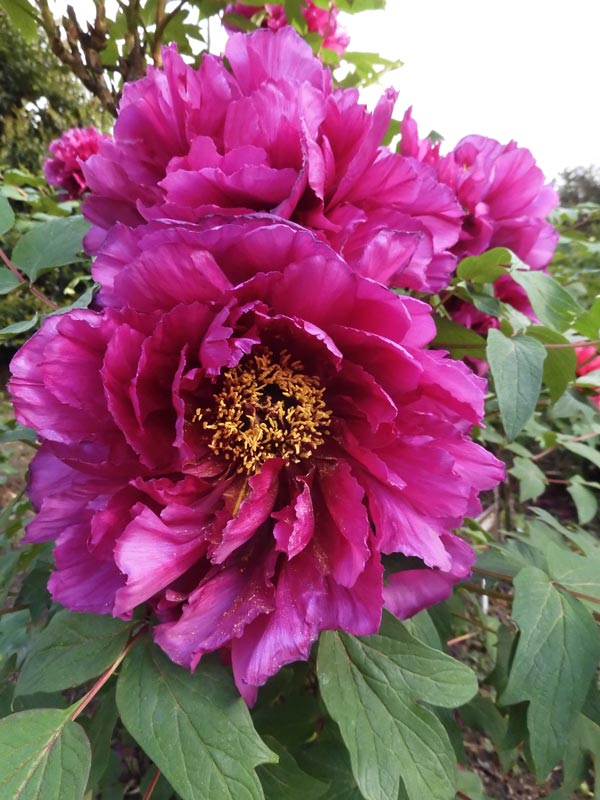 神代植物公園 ぼたん園の牡丹〈2〉宝山、雪灯篭、聖代、玉緑、新七福神