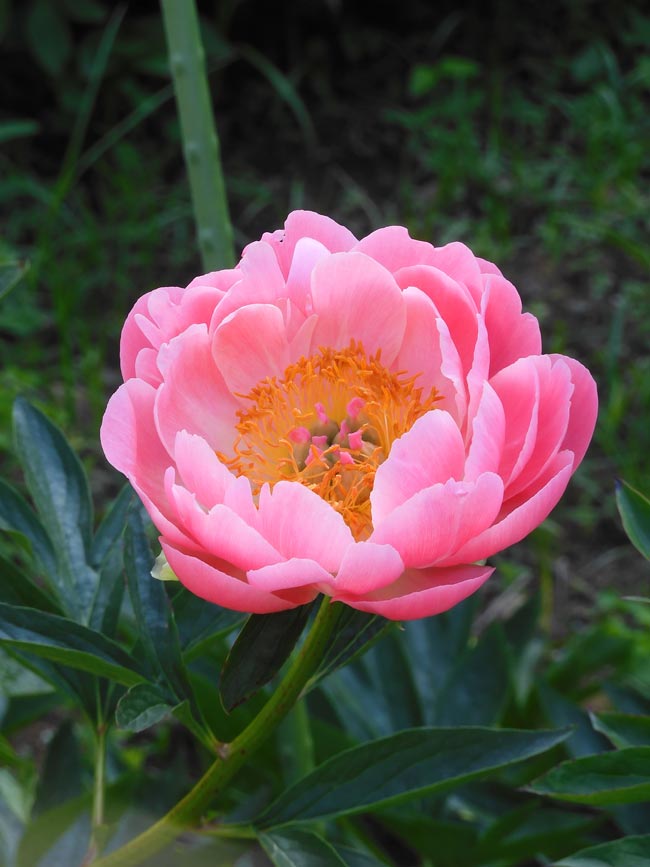 神代植物公園 ぼたん・しゃくやく園の芍薬、牡丹「黄冠」 2024.4月下旬