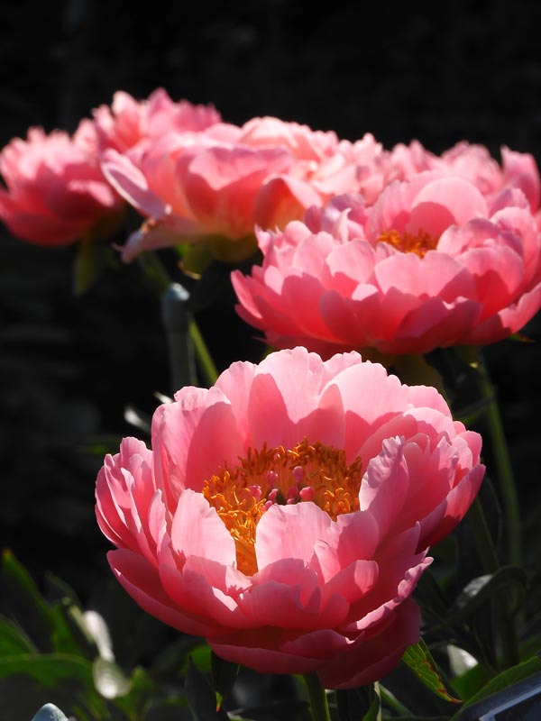 神代植物公園 ぼたん・しゃくやく園の芍薬、牡丹「黄冠」 2024.4月下旬