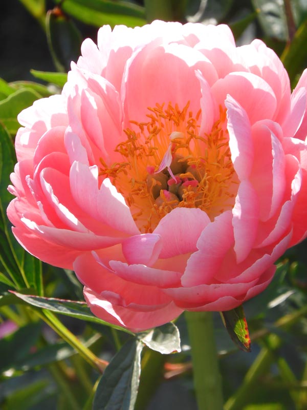 神代植物公園 ぼたん・しゃくやく園の芍薬、牡丹「黄冠」 2024.4月下旬