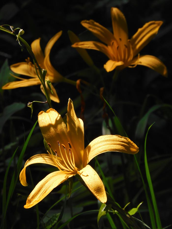 ムサシノキスゲの自生地 都立浅間山公園の植物〈1〉2024 GW 中山の