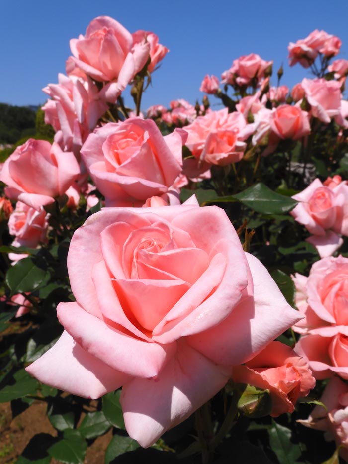 新宿御苑 バラ花壇 2024 春薔薇 5月GW 見頃の花 | K U R A D A S H I