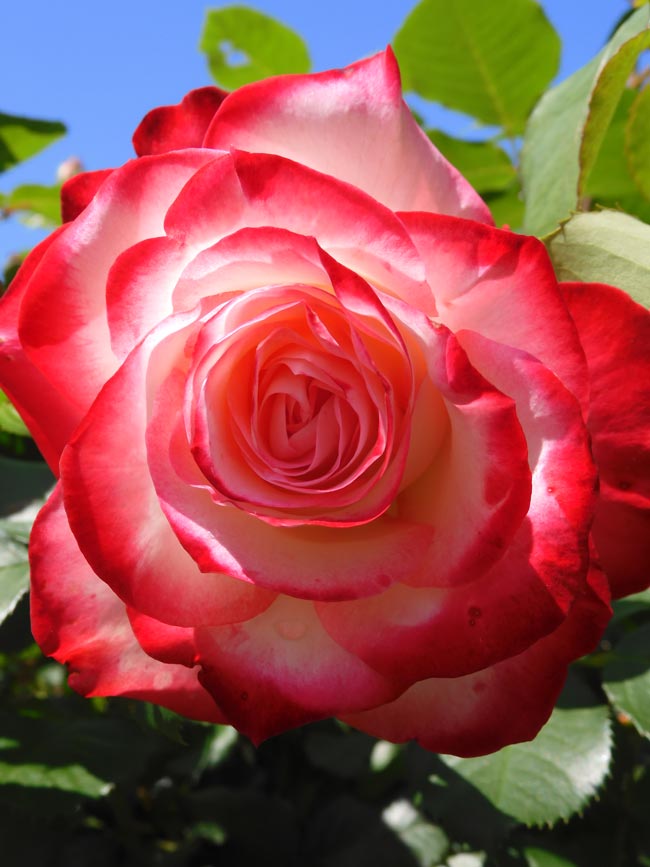 新宿御苑 バラ花壇 2024 春薔薇 5月GW 見頃の花 | K U R A D A S H I