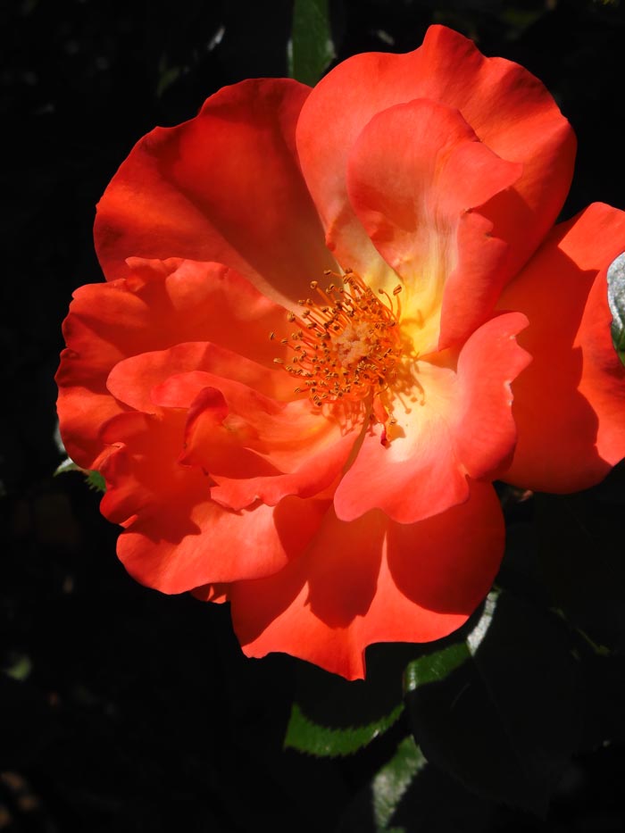 新宿御苑 バラ花壇 2024 春薔薇 5月GW 見頃の花 | K U R A D A S H I