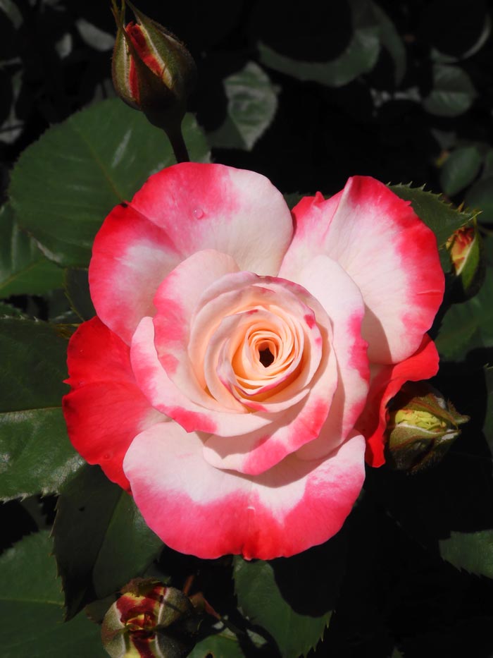 神代植物公園 ばら園 2024 春バラ 5月中旬の開花 デスティニィ