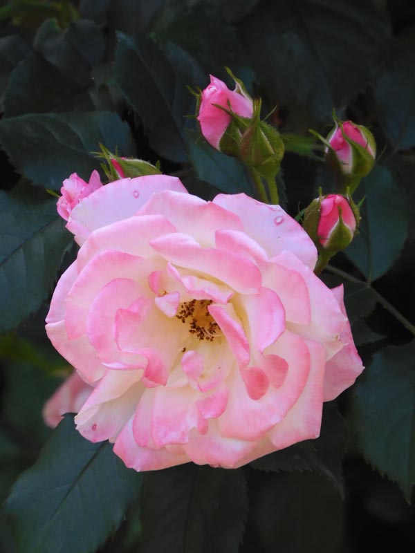 静かに咲く花 有村佳奈 薔薇 【公式通販】 静かに咲く花 有村佳奈 薔薇 【公式通販】
