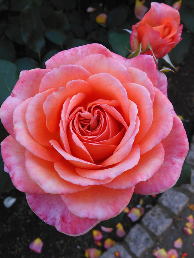 保谷町ローズガーデン 2024 春薔薇『有名人・芸術家の名を冠したバラ