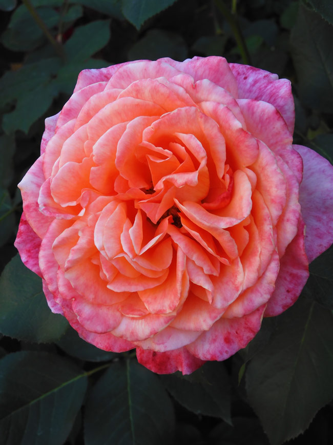 イタリア製 ウォールデコ ローズガーデン ヴェルサイユ宮殿 薔薇 陶器 アート アイアン 豪華つる薔薇の壁飾り 高級 国産 鉄製 窓飾り ローズ