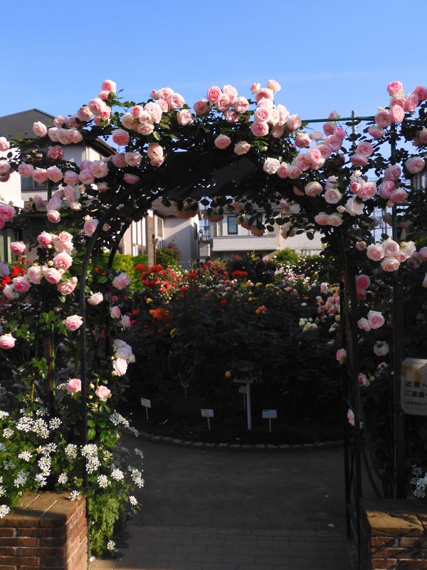 保谷町ローズガーデン 2024（春咲つるバラ）ピエール ドゥ ロンサール