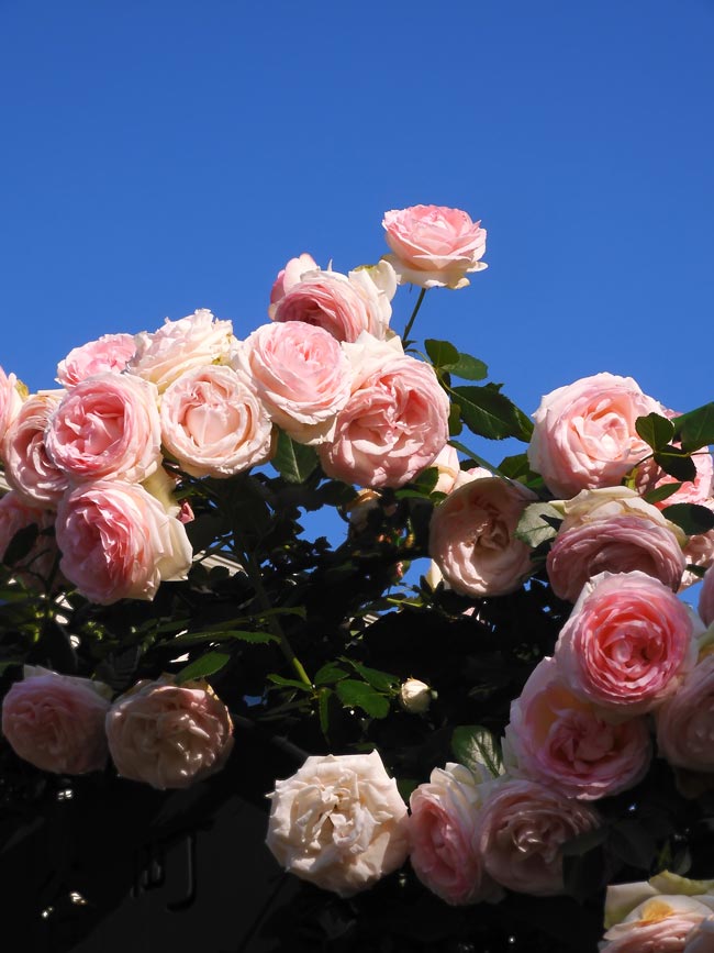 保谷町ローズガーデン 2024（春咲つるバラ）ピエール ドゥ ロンサール