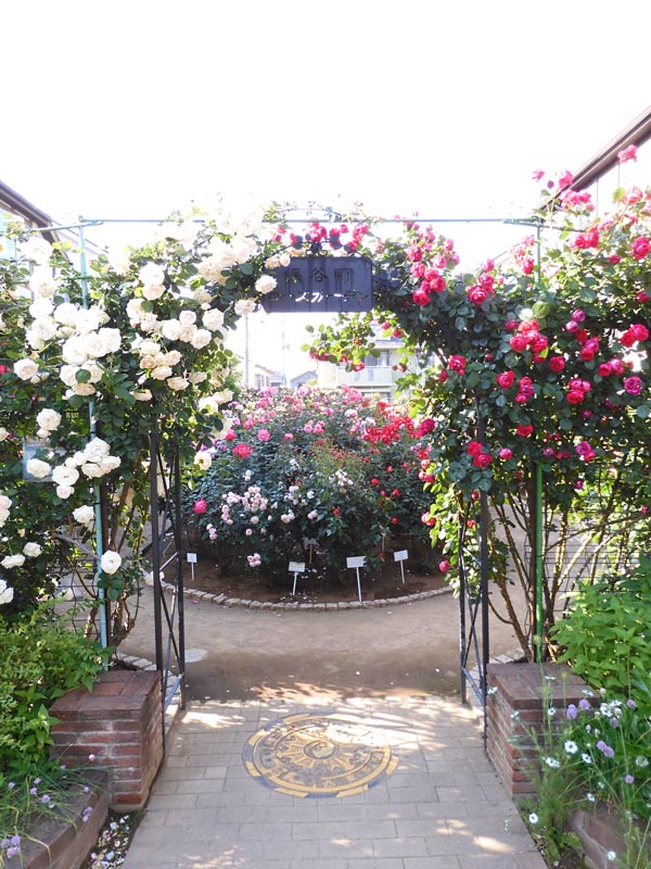 保谷町ローズガーデン 2024（春咲つるバラ）ピエール ドゥ ロンサール
