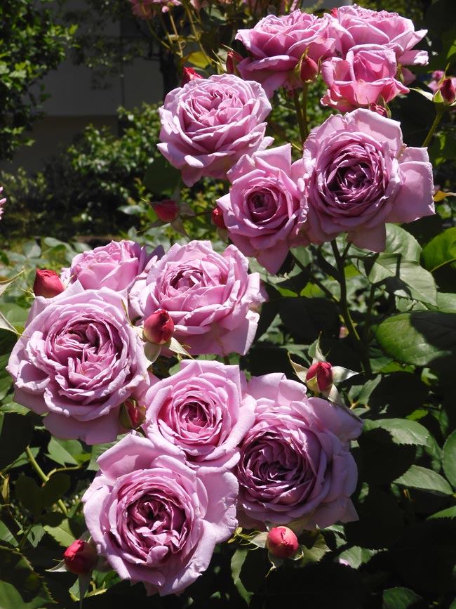 春バラの香りに満たされる！【四季の香ローズガーデン 2024 ローズ