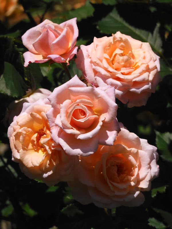 癒される春バラの色彩！【四季の香ローズガーデン 2024 ローズガーデン