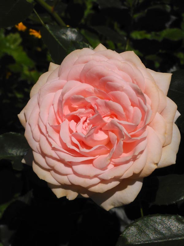 癒される春バラの色彩！【四季の香ローズガーデン 2024 ローズガーデン