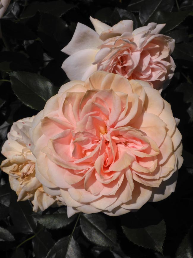 癒される春バラの色彩！【四季の香ローズガーデン 2024 ローズガーデン