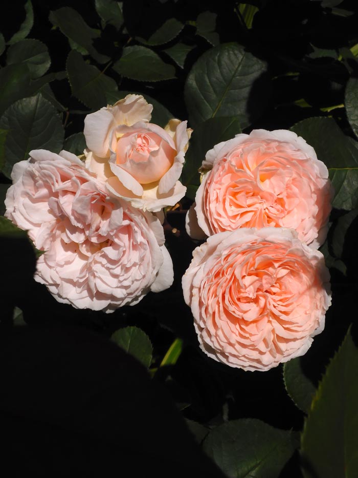 要問合せ♥️ヨーロッパ空間♥️薔薇好き♪ローズ　バラ　プランター　ガーデン　2種 要問合せ♥️ヨーロッパ空間♥️薔薇好き♪ローズ バラ