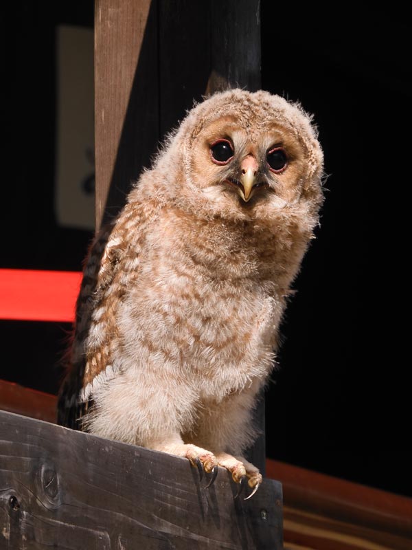 深大寺で野生のフクロウ（幼鳥）に遭遇！モフモフで可愛い