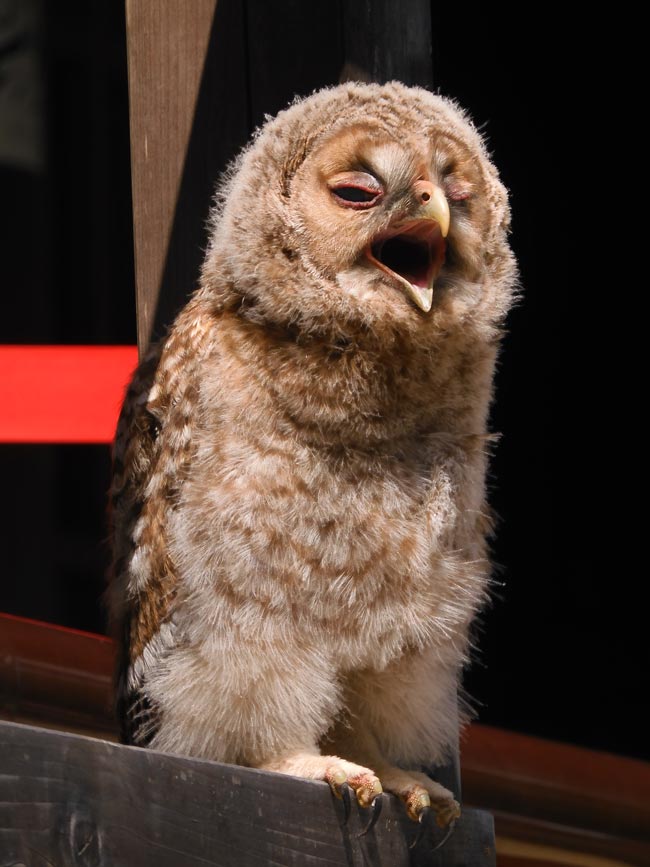 深大寺で野生のフクロウ（幼鳥）に遭遇！モフモフで可愛い