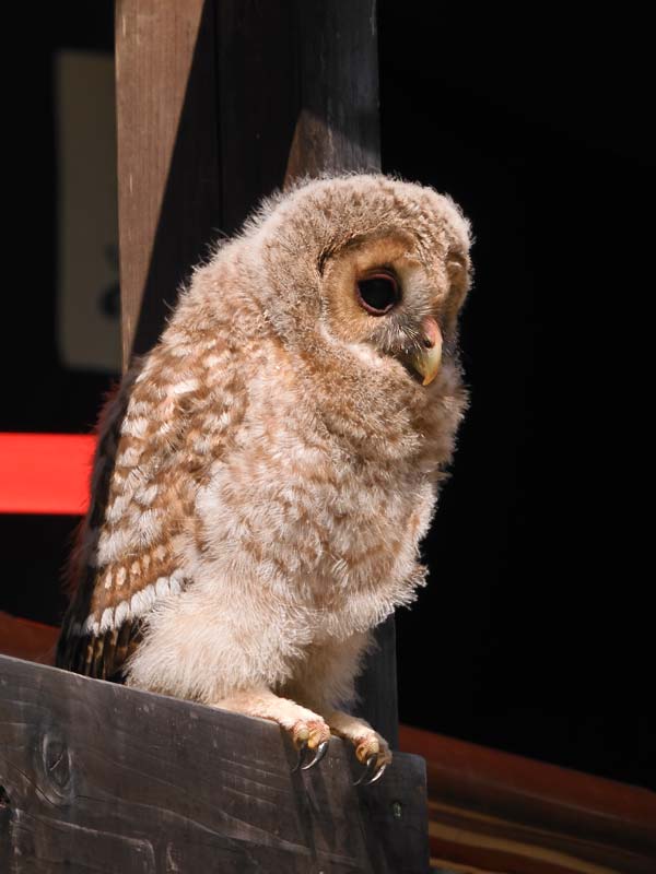 深大寺で野生のフクロウ（幼鳥）に遭遇！モフモフで可愛い