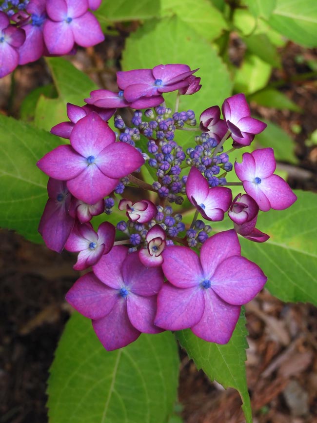 神代植物公園のアジサイ「園芸アジサイ」各種 6月上旬〜中旬の開花
