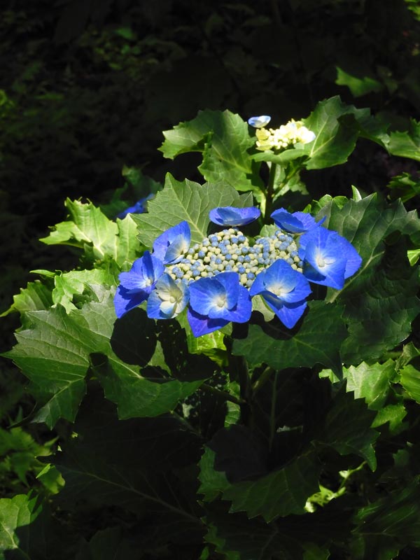 神代植物公園のアジサイ「園芸アジサイ」各種 6月上旬〜中旬の開花