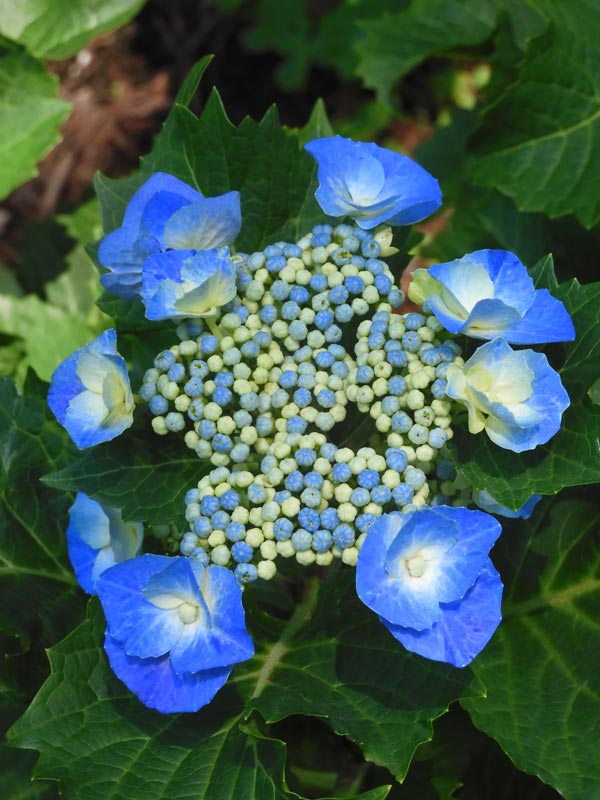 神代植物公園のアジサイ「園芸アジサイ」各種 6月上旬〜中旬の