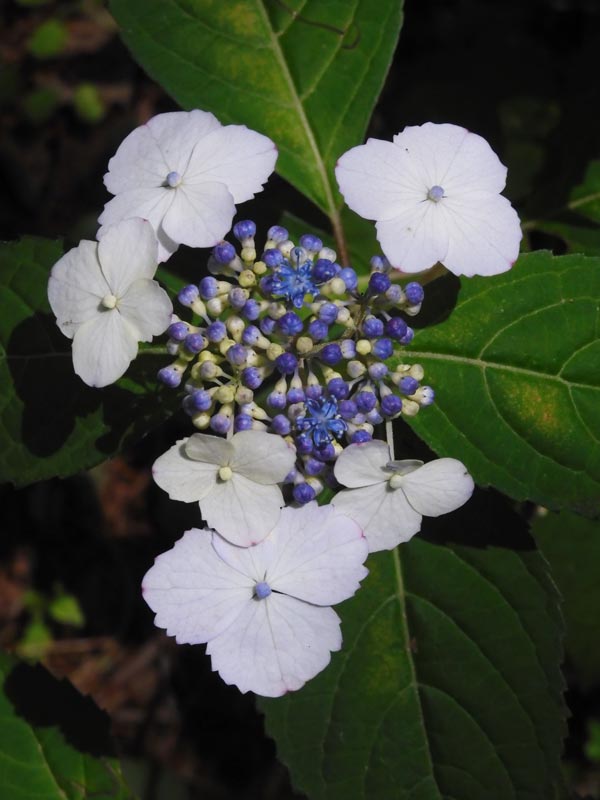 神代植物公園のアジサイ「園芸アジサイ」各種 6月上旬〜中旬の開花