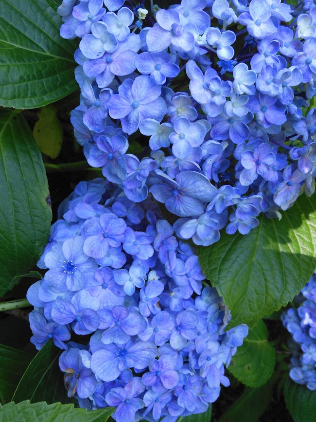 神代植物公園のアジサイ「園芸アジサイ」各種 6月上旬〜中旬の