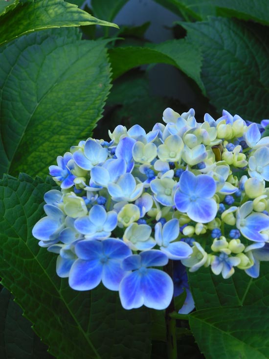 華やかな覆輪紫陽花 園芸アジサイ&園芸ユリ 街で出合った梅雨の花 2024.6月＋蔵出し〈路上