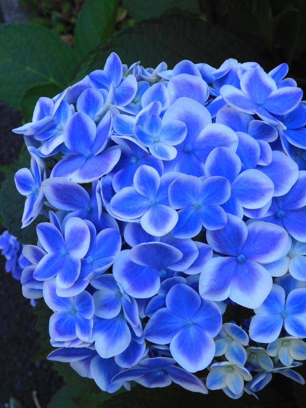 園芸アジサイ&園芸ユリ 街で出合った梅雨の花 2024.6月＋蔵出し〈路上