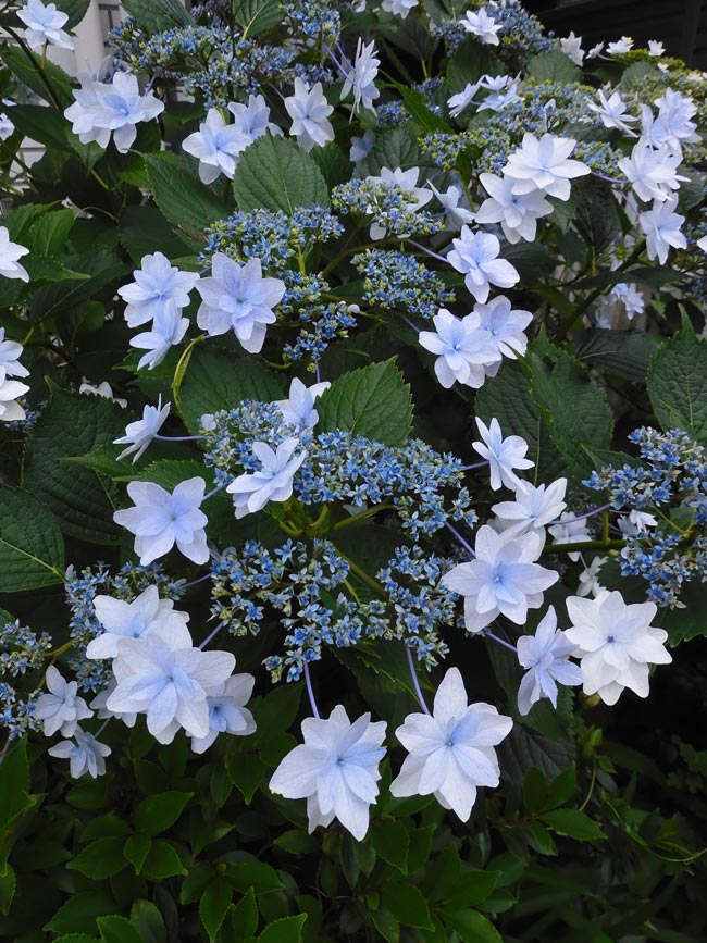 華やかな覆輪紫陽花 169089727.jpg?cmsp_timestamp=