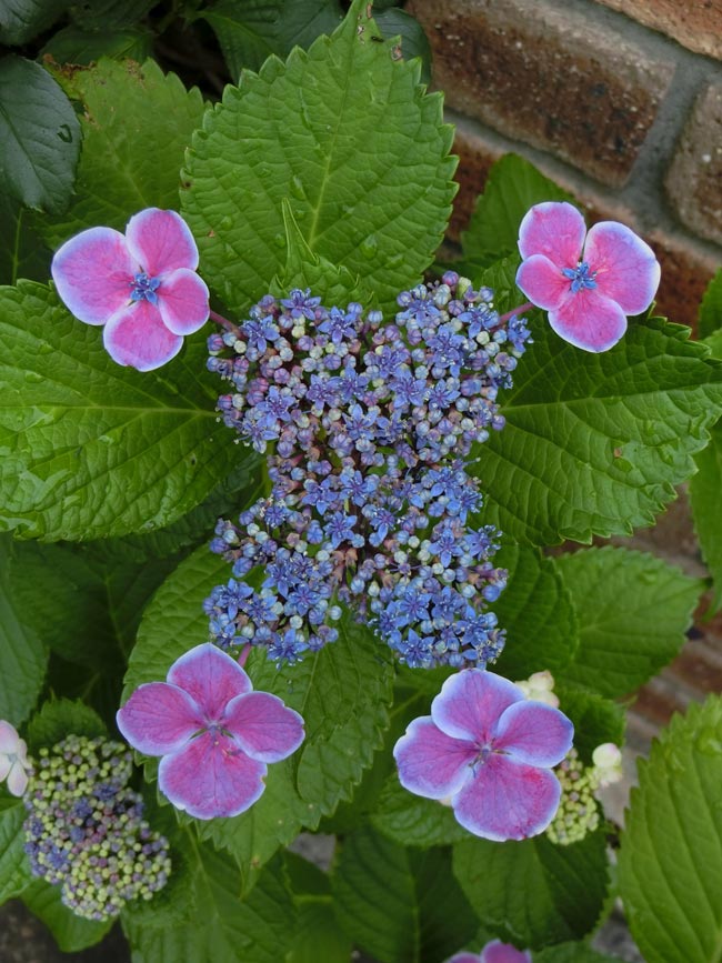 園芸アジサイ&園芸ユリ 街で出合った梅雨の花 2024.6月＋蔵出し〈路上