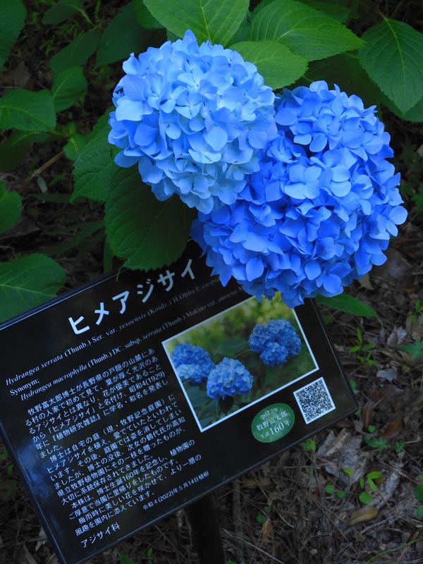 ヒメアジサイ 2024 牧野記念庭園の牧野姫紫陽花と小平市立あじさい公園