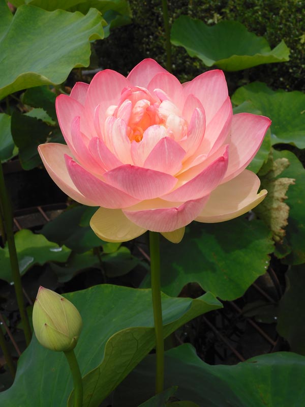 美しいハスの花を眼前観賞！〈神代植物公園 花蓮園 2024〉6月中旬の 