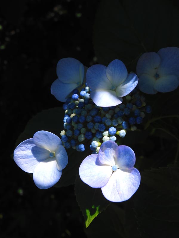 紫陽花( 2022年作) ガクアジサイ〈神代植物公園 植物多様性センター 伊豆諸島ゾーン