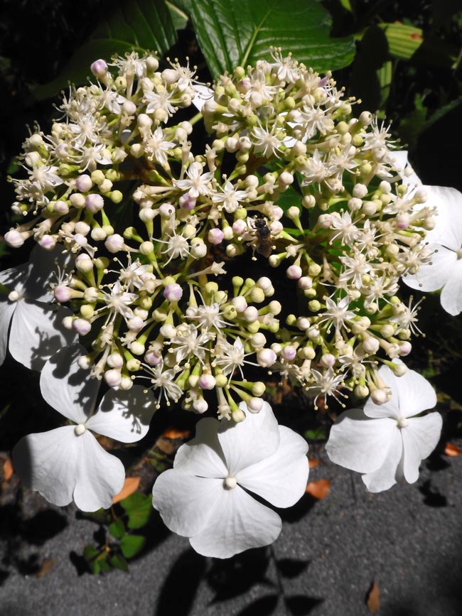 ガクアジサイ〈神代植物公園 植物多様性センター 伊豆諸島ゾーン