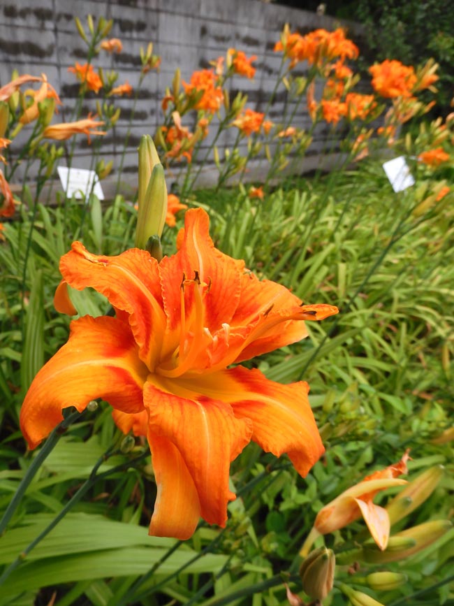 ヤブカンゾウ（藪萱草）2024.6月下旬開花＋ノカンゾウ比較〈東京都薬用