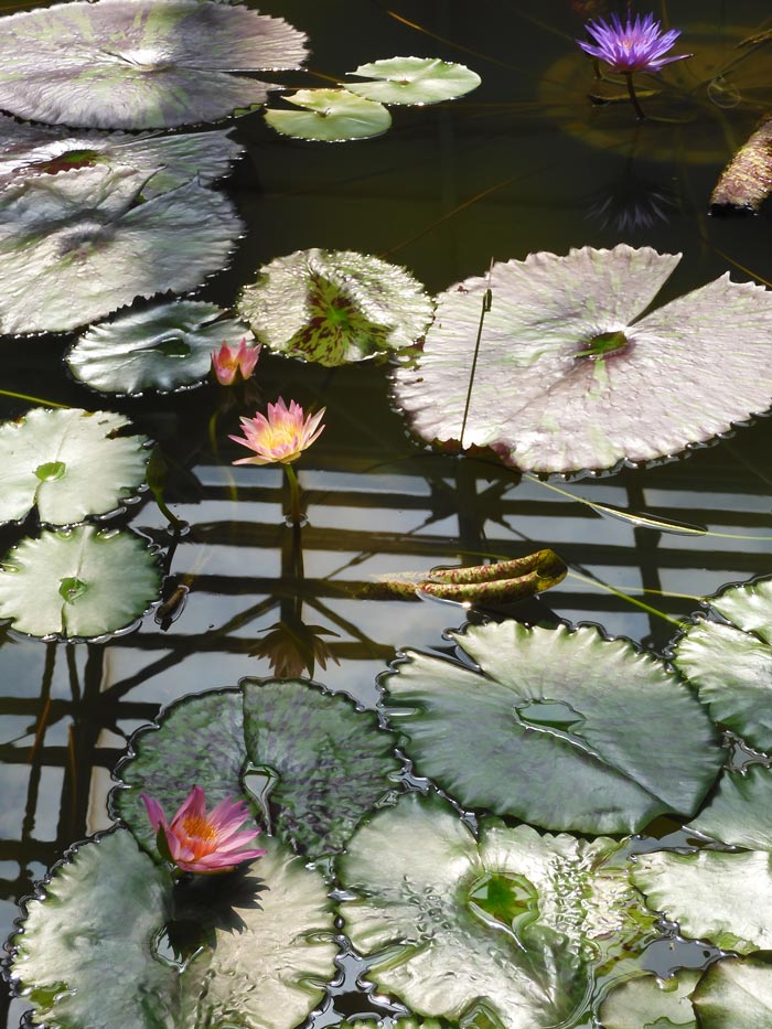 熱帯睡蓮 no.41「デー・グロー」〈神代植物公園 大温室 熱帯スイレン室