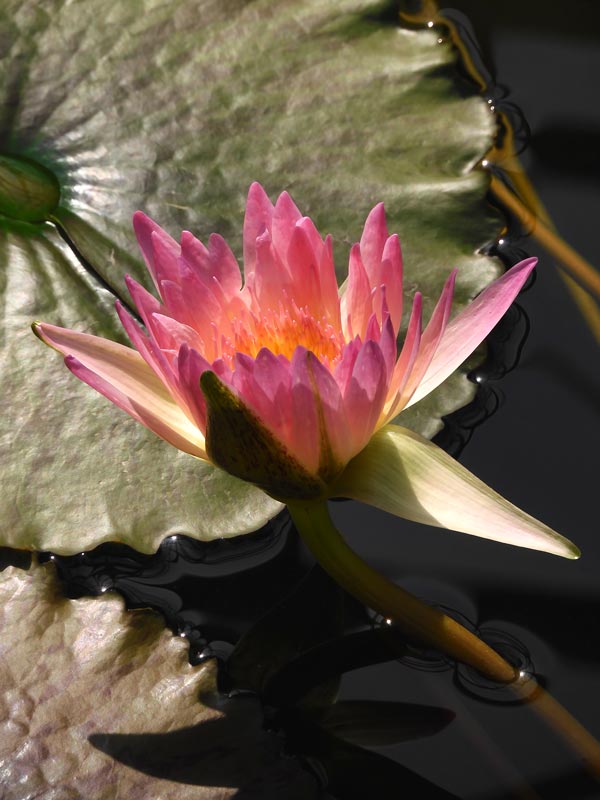 スイレン花 maxresdefault.jpg