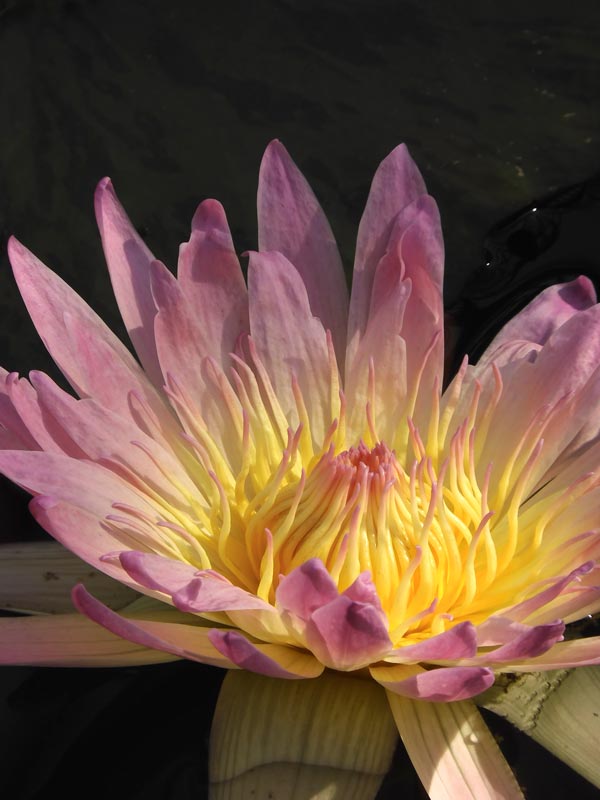 熱帯睡蓮 no.41「デー・グロー」〈神代植物公園 大温室 熱帯