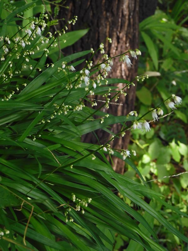 【超大型株】伊勢神宮風蘭　フウラン　着生ラン　素敵な香り有り　山野草　蘭　植物 フウラン（2条植え）2.5～3号ポット の通販 | 園芸ネット