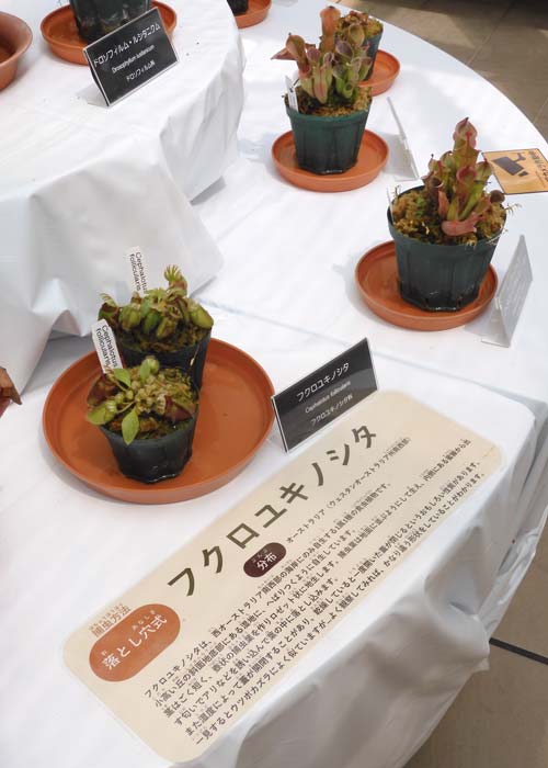 神代植物公園『食虫植物展』2024〈3〉 フクロユキノシタ 神代植物公園『食虫植物展』2024〈3〉 フクロユキノシタ