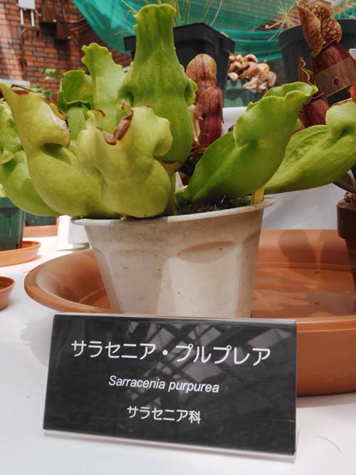神代植物公園『食虫植物展』2024〈3〉 フクロユキノシタ 神代植物公園『食虫植物展』2024〈3〉 フクロユキノシタ