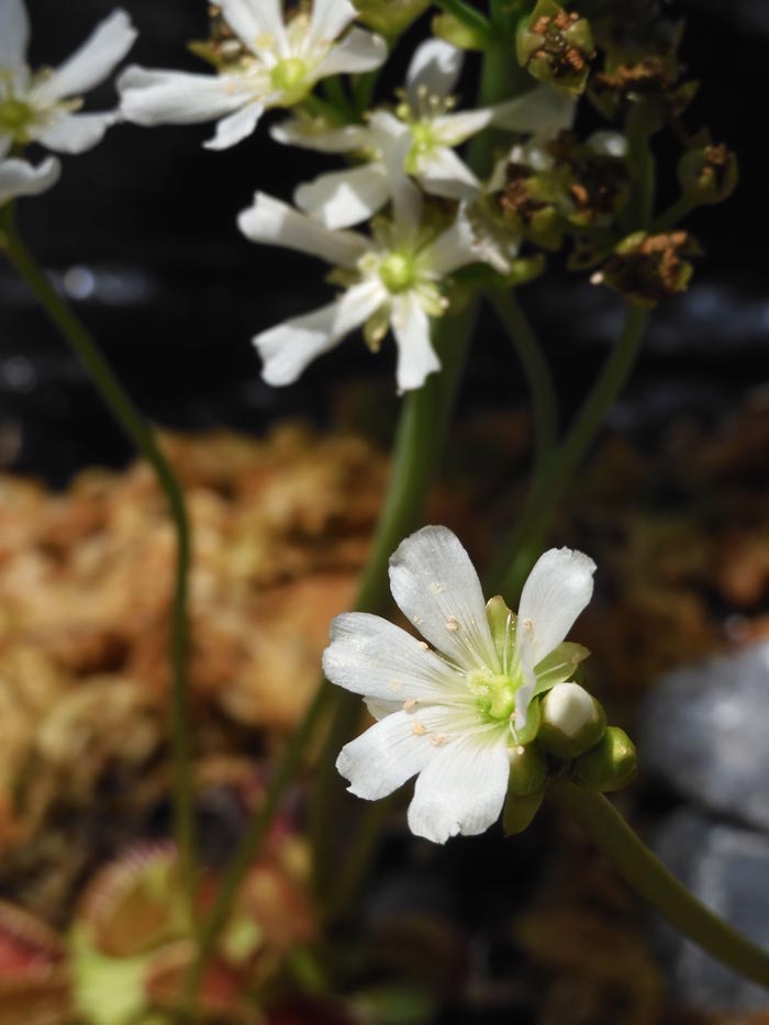 花びらのような6つの淵カットの美しい深大鉢、薄茶色にゴールド色の